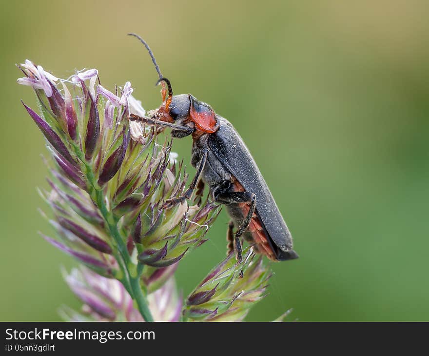 Soldier beetle (Cantharis fusca) on a bent.