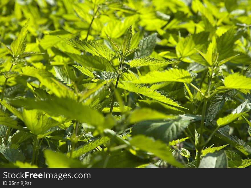 Green nettle bright sunlight, nettles in summer