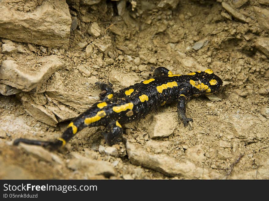 Yellow and black salamander to brown clay