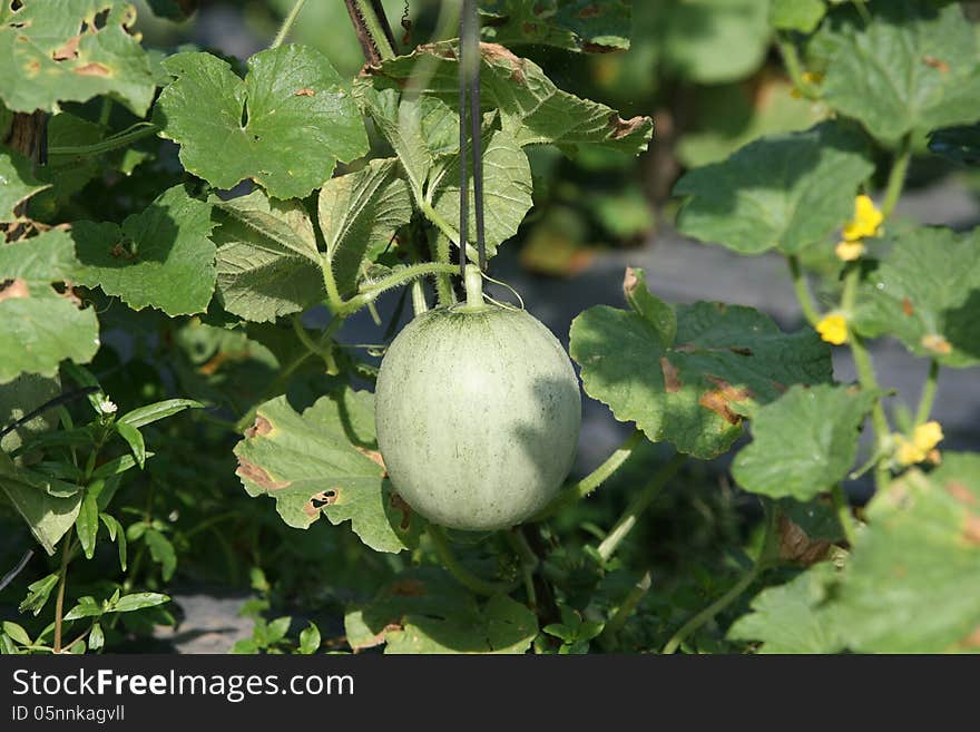 1.5 month old melon farmer who planted Sukoharjo, Central Java, Indonesia