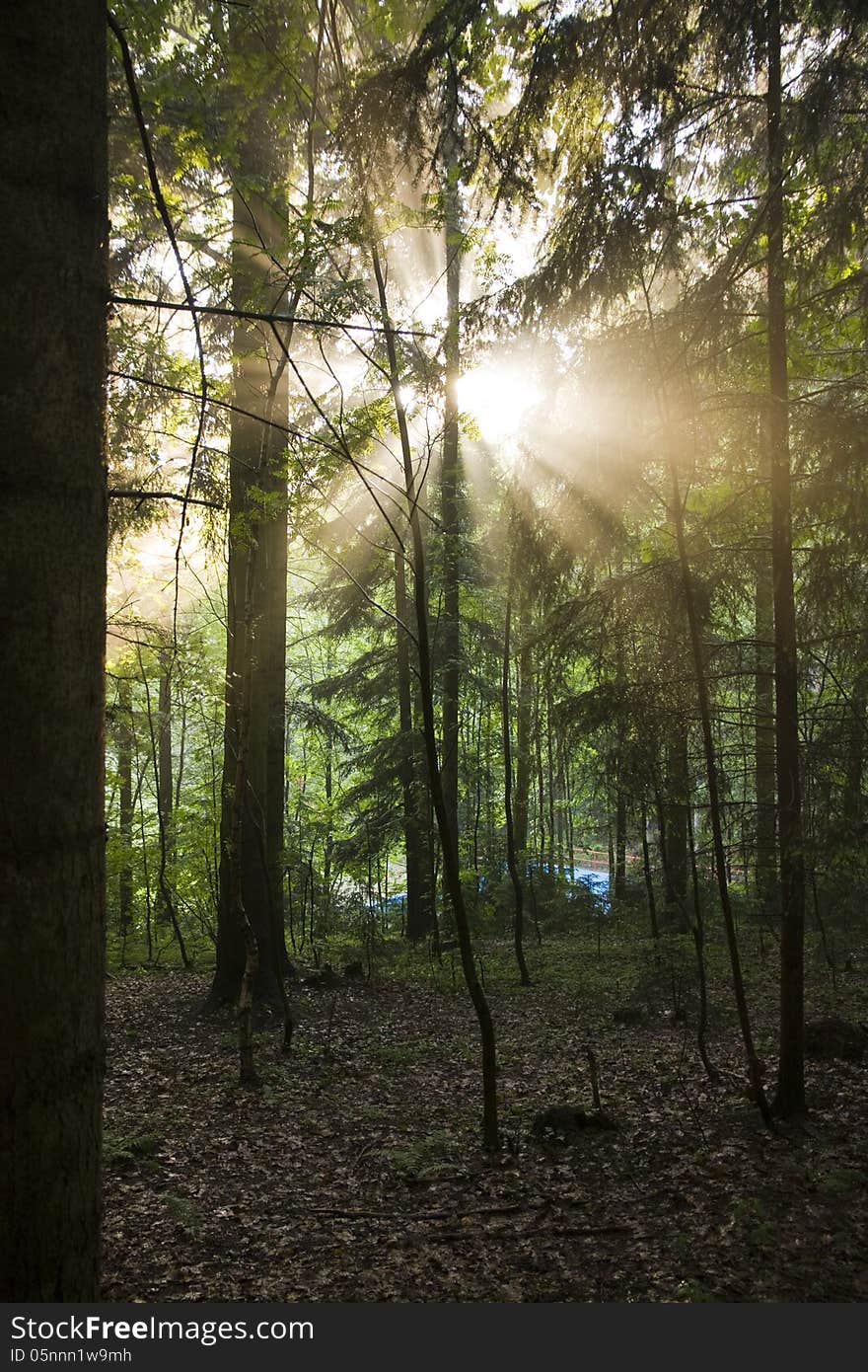 Sun rays shining through the trees