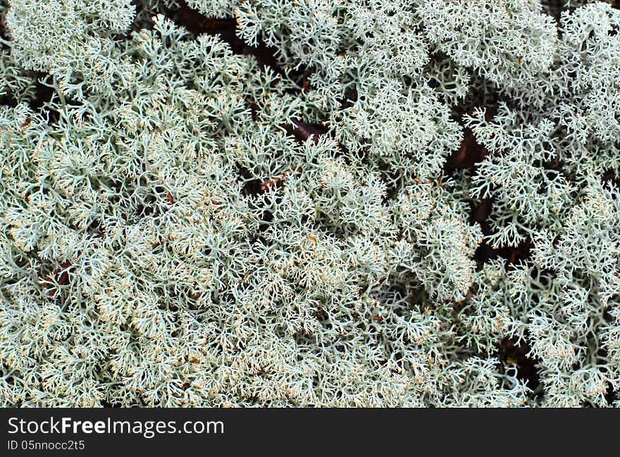 Macro photo of Cladonia Rangiferina, reindeer lichen. Macro photo of Cladonia Rangiferina, reindeer lichen.