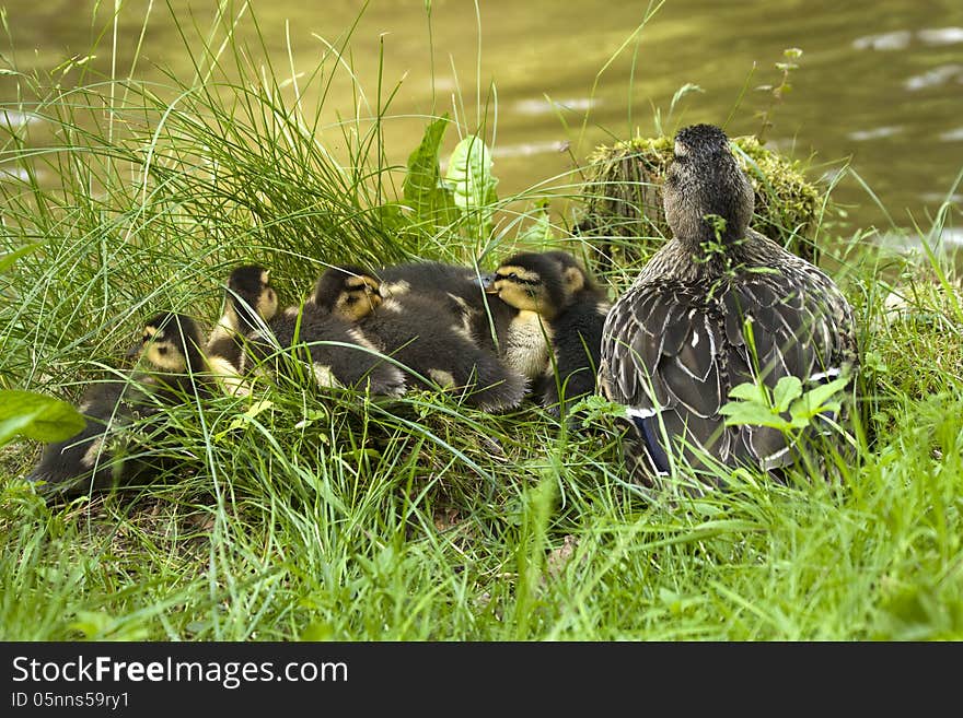 Duck with ducklings in green grass. Duck with ducklings in green grass