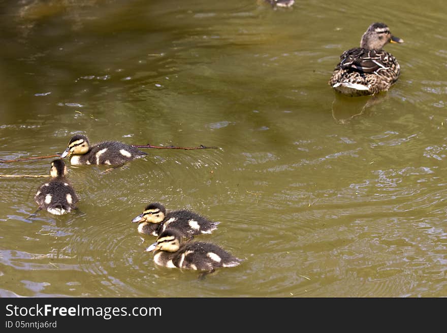 Mother duck and four little ducks. Mother duck and four little ducks