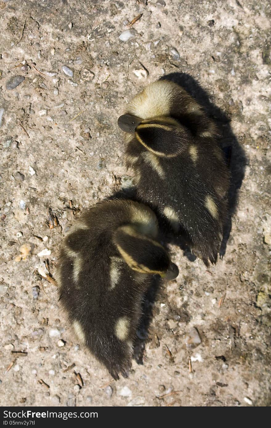 Two little ducks resting on concrete, two little ducks with their heads apart