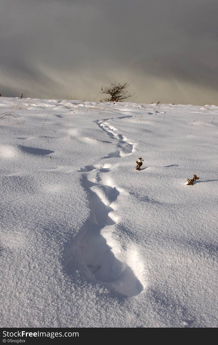 Trail of footprints leading through a barren winter landscape towards a leafless dead tree in the far distance. Trail of footprints leading through a barren winter landscape towards a leafless dead tree in the far distance.