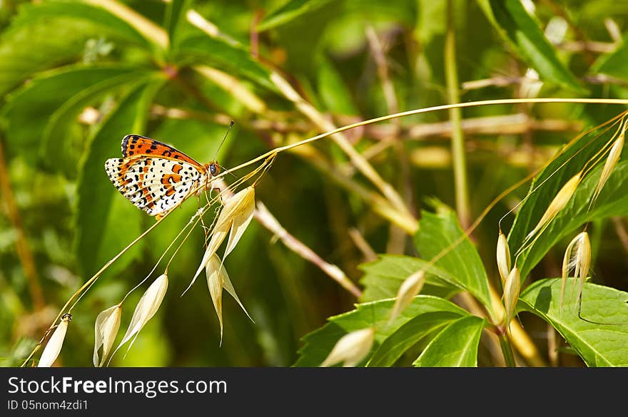 Melitaea cinxia