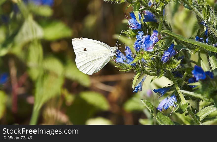 Butterfly called cavolaia in a meadow in la spezia