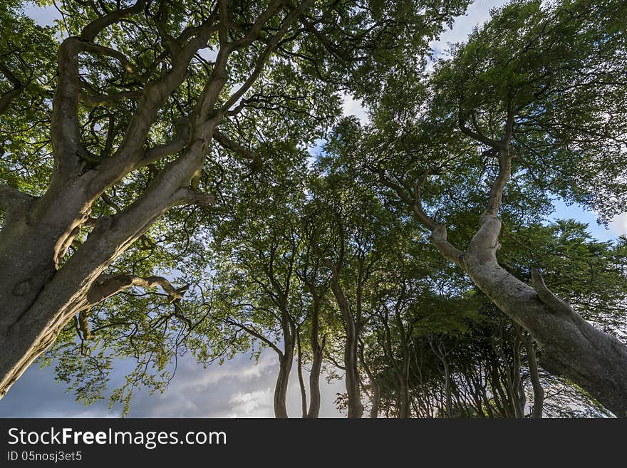 Forest trees nature green wood backgrounds