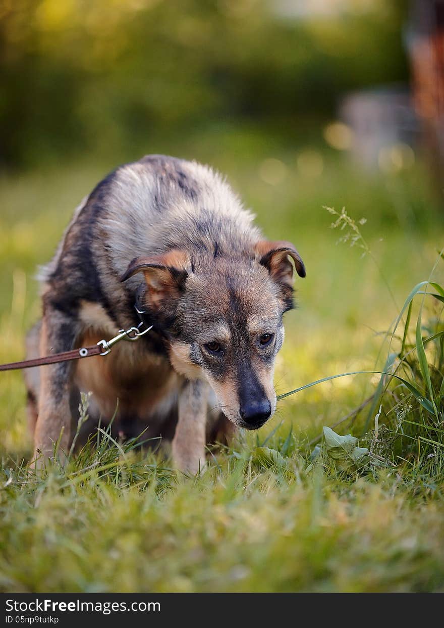 Dog On A Grass