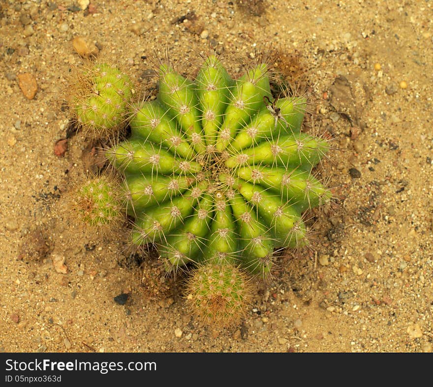 Golden barrel cactus in the sand