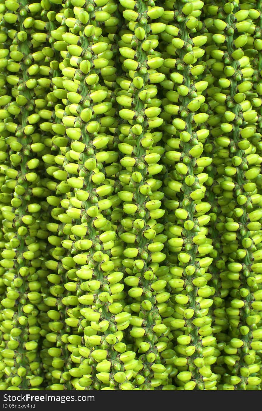 Young areca or betel palm fruit