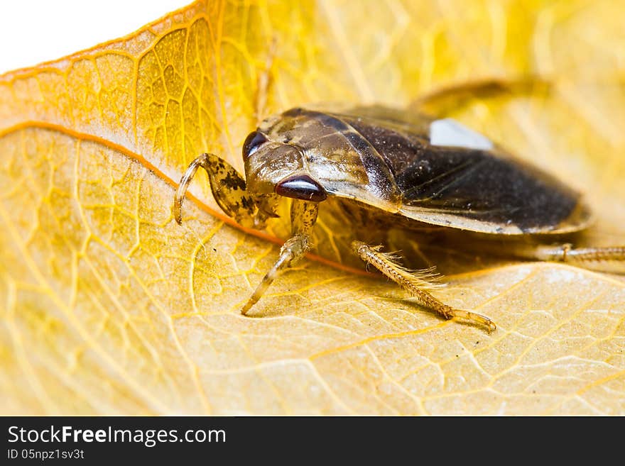 Giant Water Bug