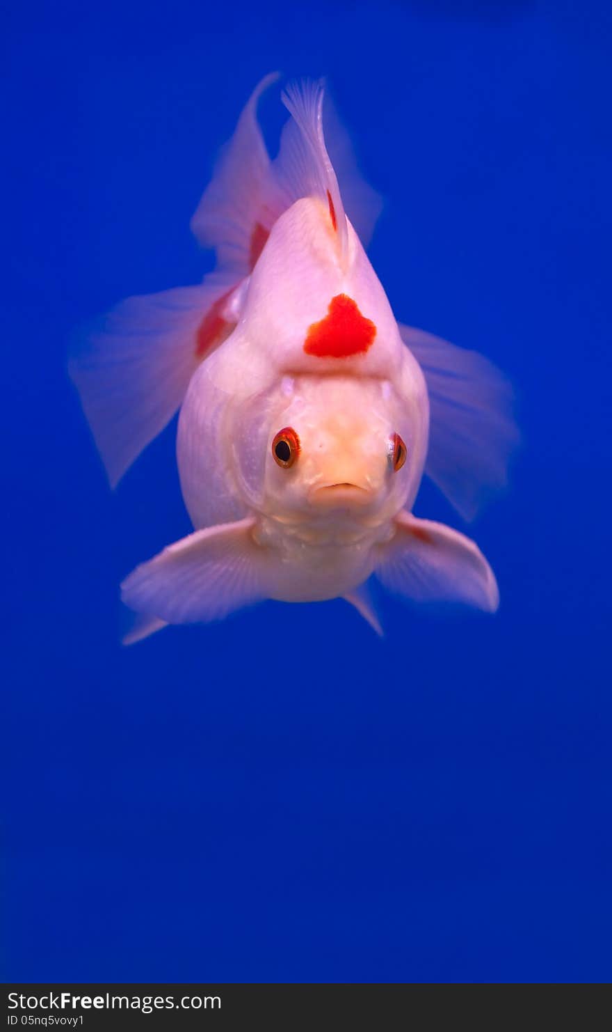 White goldfish swimming in blue fishtank