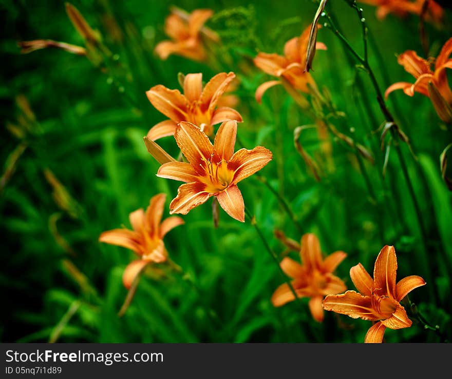 Beautiful Orange Fire Lily outdoors. Beautiful Orange Fire Lily outdoors