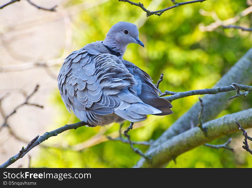 Collared dove on branch