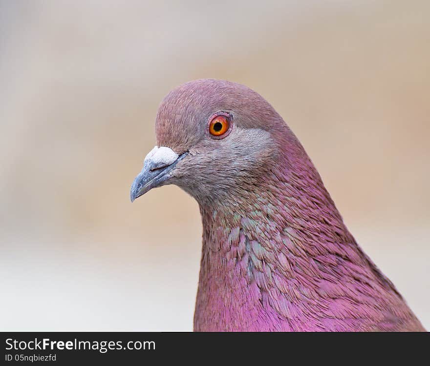 Portrait Of Pigeon