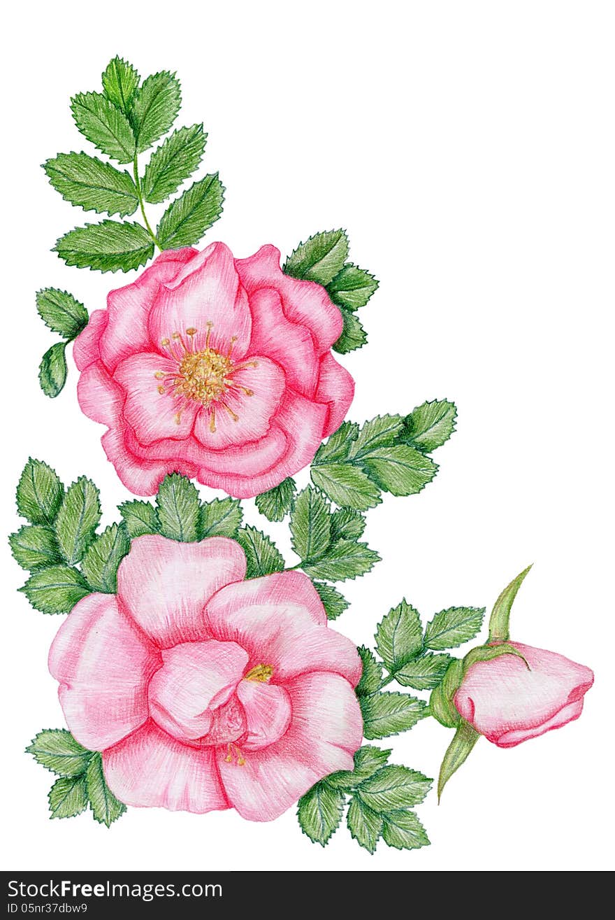 Gentle floral corner with dog-roses. Gentle floral corner with dog-roses