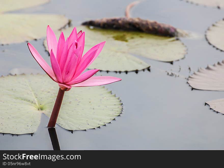 Blooming lotus flower in Thailand