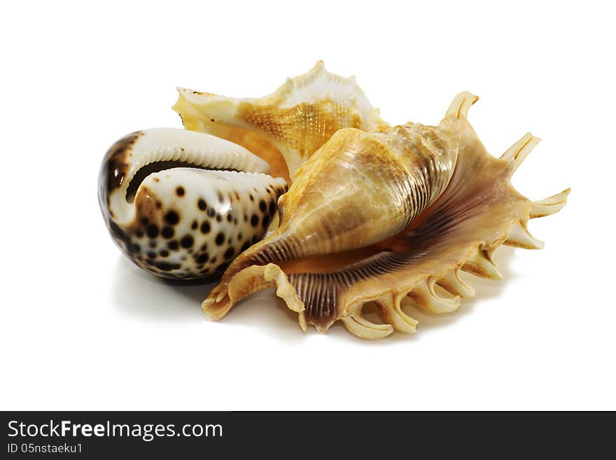 A close-up of three seashell isolated on white background. A close-up of three seashell isolated on white background