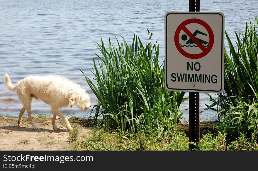 The dog in the position of regret for the violation of no swimming sign on the lake