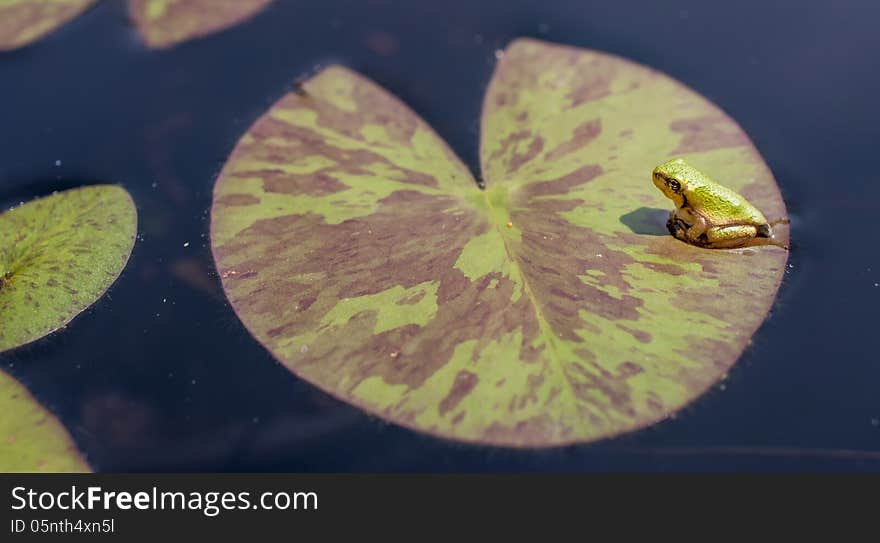 Frog on a Lily Pad