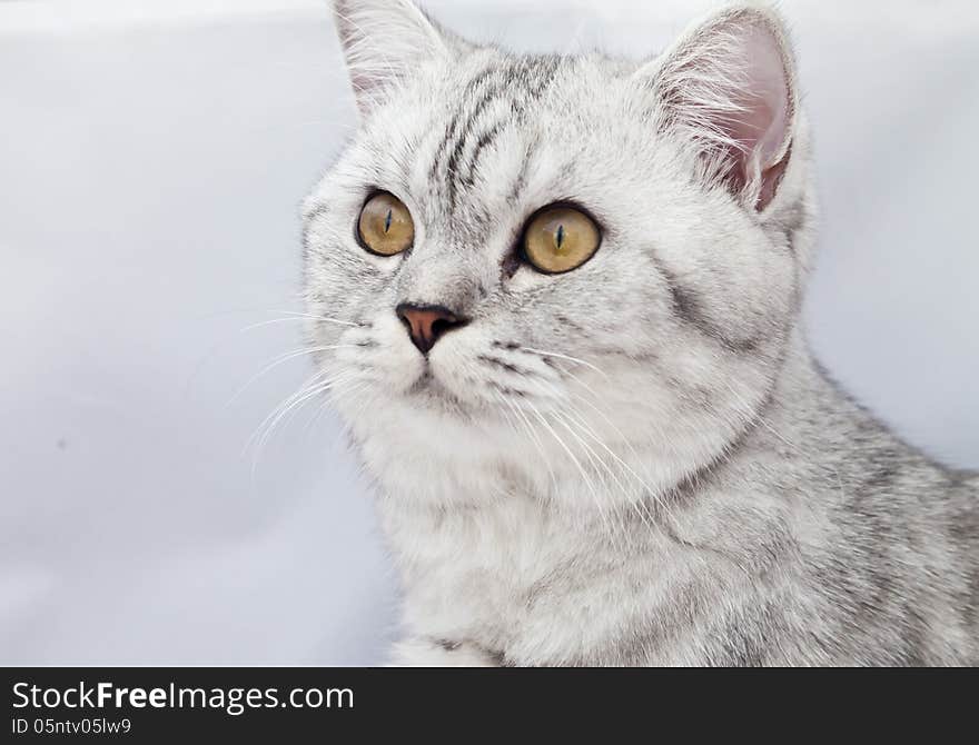 The big gray cat with interest looks at the photographer