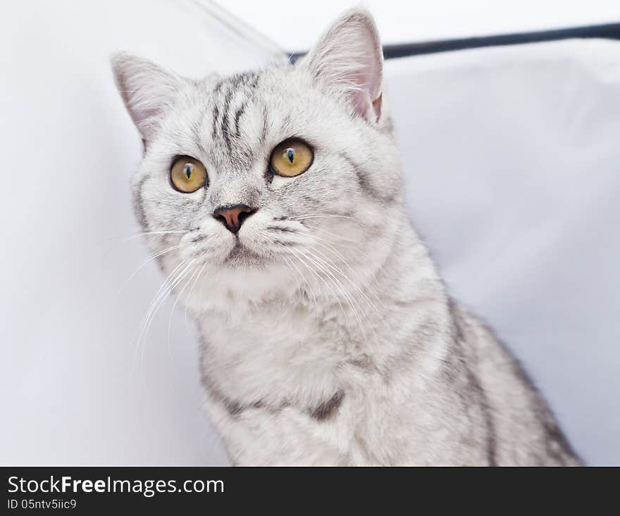 The big gray cat with interest looks at the photographer