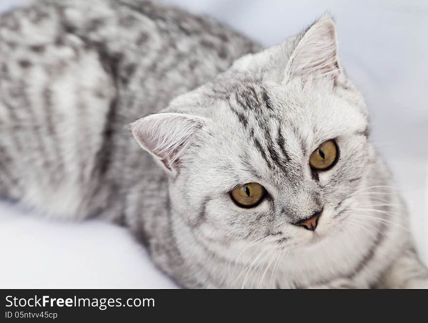 The big gray cat with interest looks at the photographer