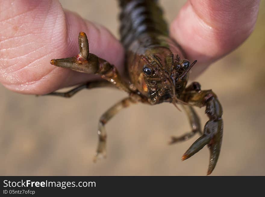 Fresh caught crayfish in hand