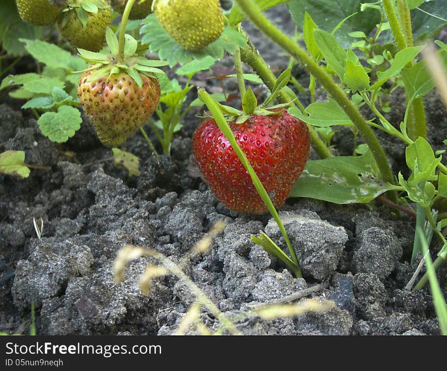 Ripe and unripe strawberries growing on the ground. Ripe and unripe strawberries growing on the ground.