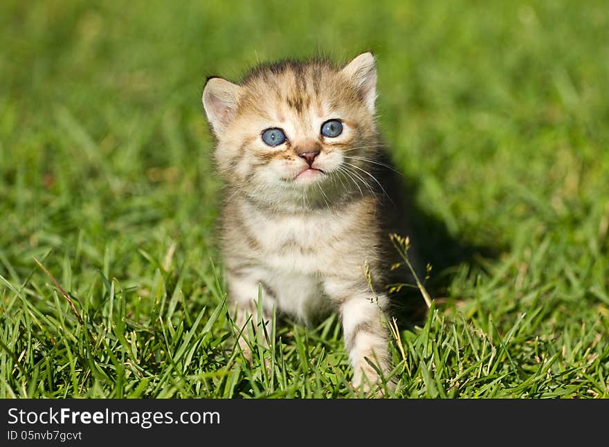 Kitten on the  grass