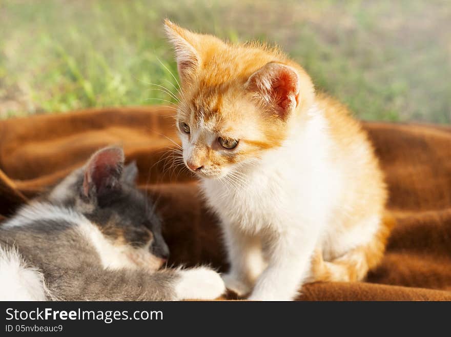 kittens resting