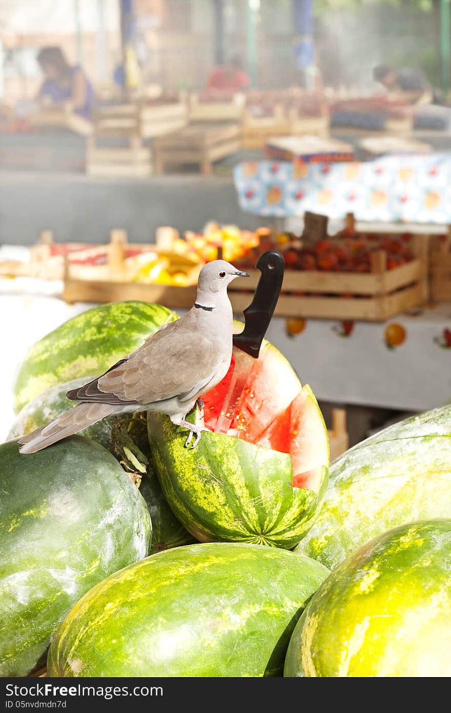 dove on the watermelon