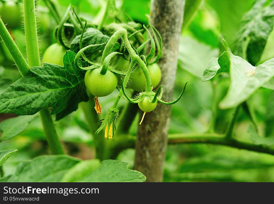 Green tomatoes