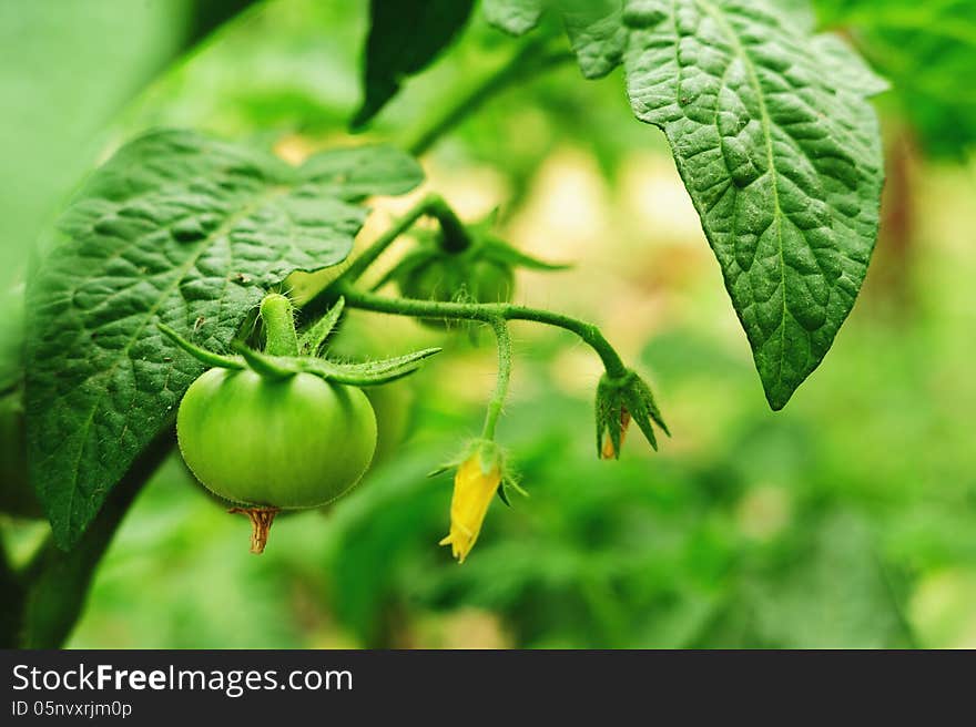 Green Tomatoes