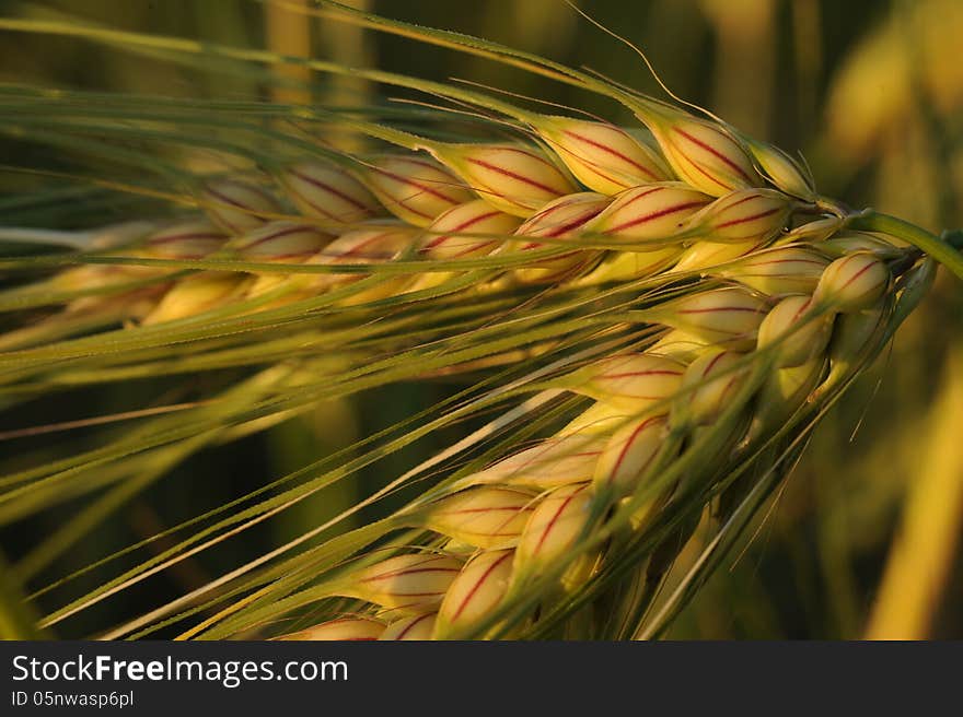 Closeup Of Golden Wheat