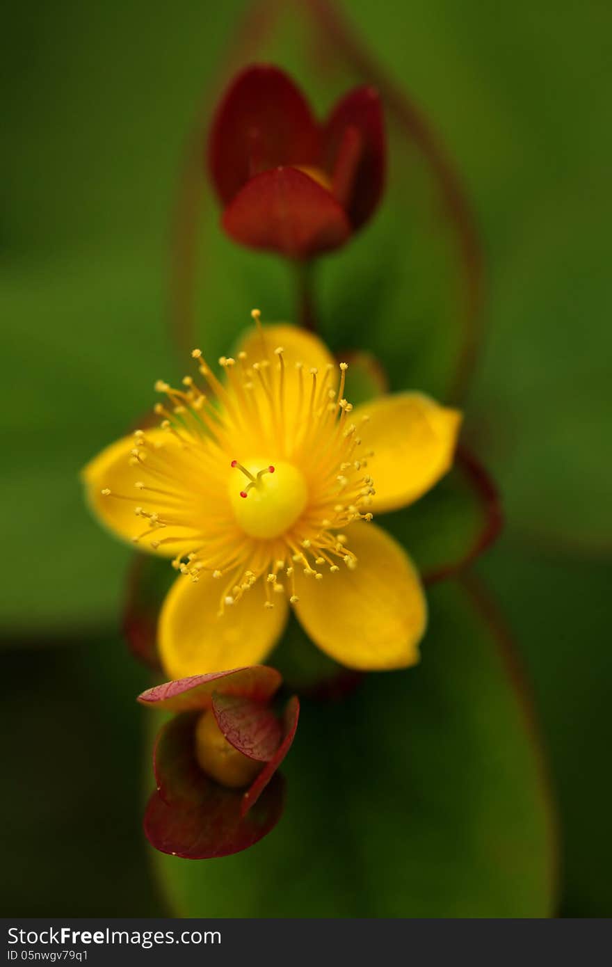 Macro shot of beautiful Yellow Woodland Anemone flower in spring