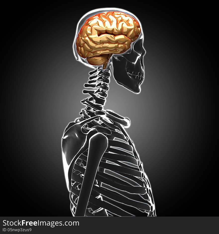 Composition of a Human Brain Medical Scan