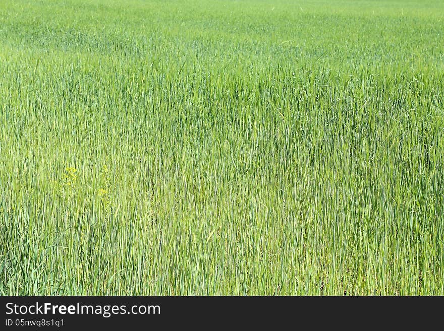 Field of green wheat grass on whole background