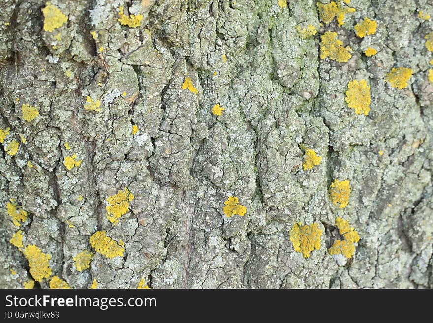 Yellow Mold On The Tree Bark. Texture.