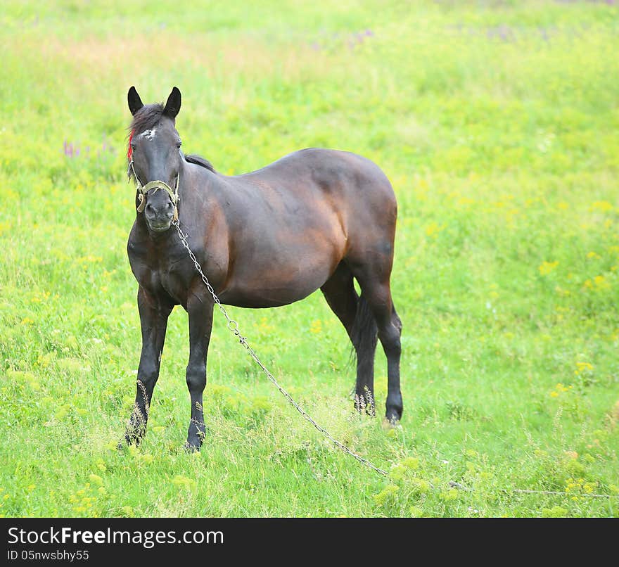 B roun horse grazing on a green meadow. B roun horse grazing on a green meadow