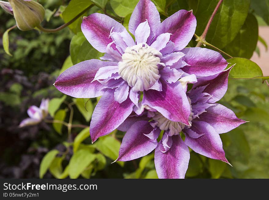 Clematis, flower in the sunlight framed with green leaves