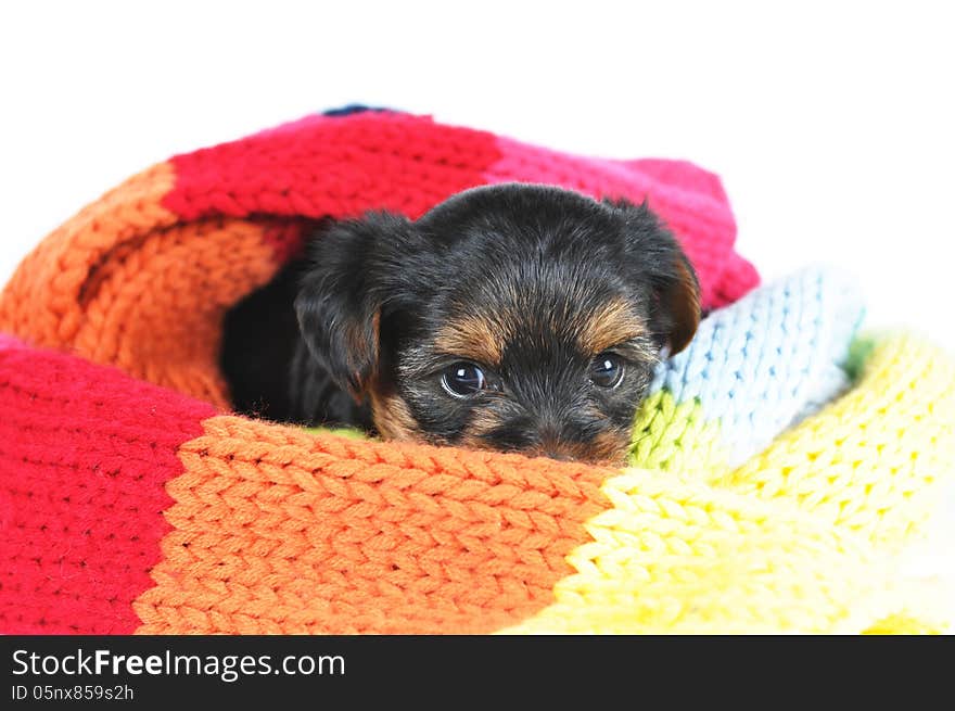 Little yorkshire puppy in scarf