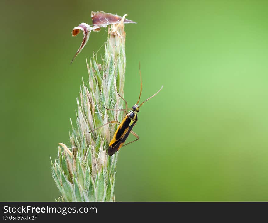 Stenotus binotatus is a fairly large plant bug, which is somewhat variable in appearance.