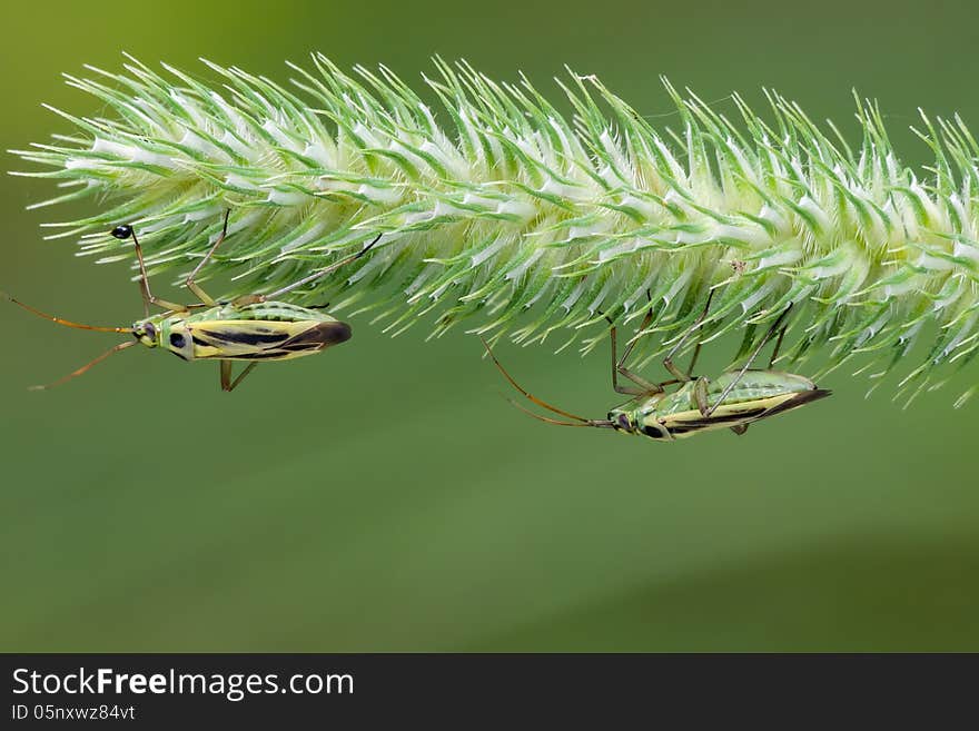 Stenotus binotatus is a fairly large plant bug, which is somewhat variable in appearance. Stenotus binotatus is a fairly large plant bug, which is somewhat variable in appearance.