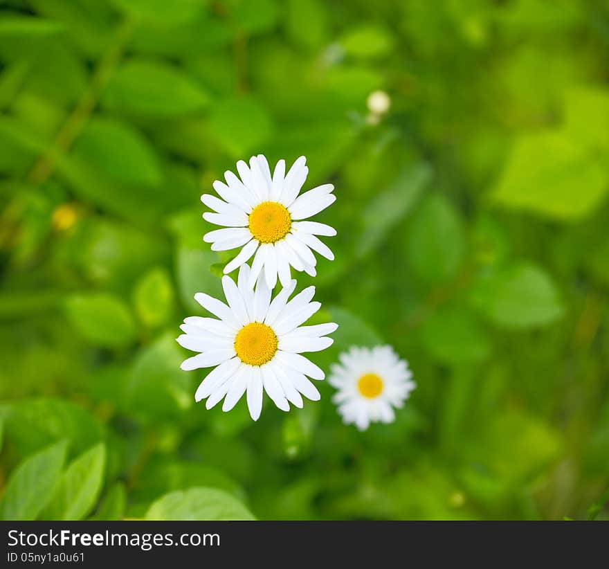 Camomiles on a green meadow