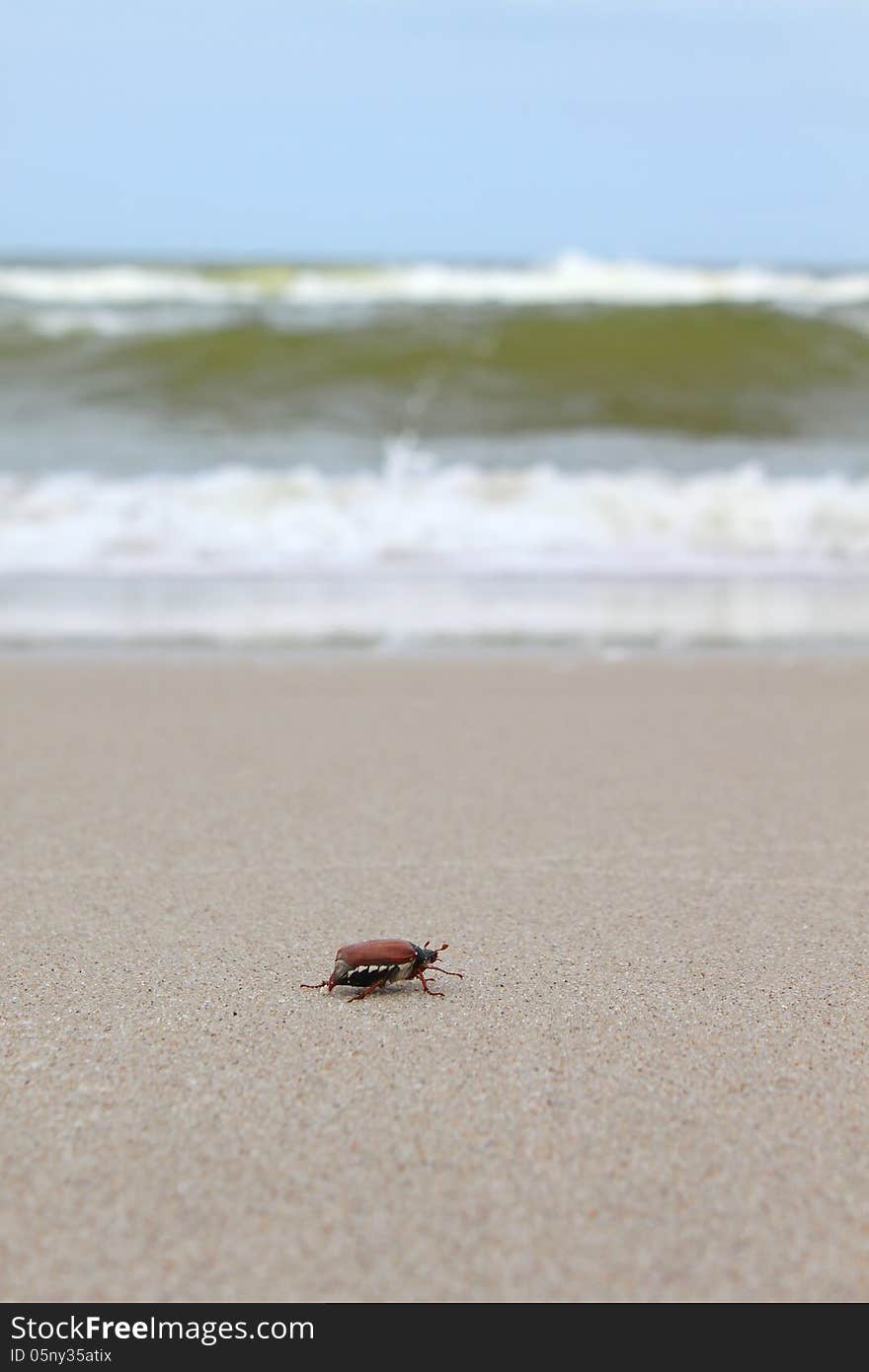 Chafer creeps along the beach to the sea, Russia, Kaliningrad region, Curonian Spit, Baltic Sea