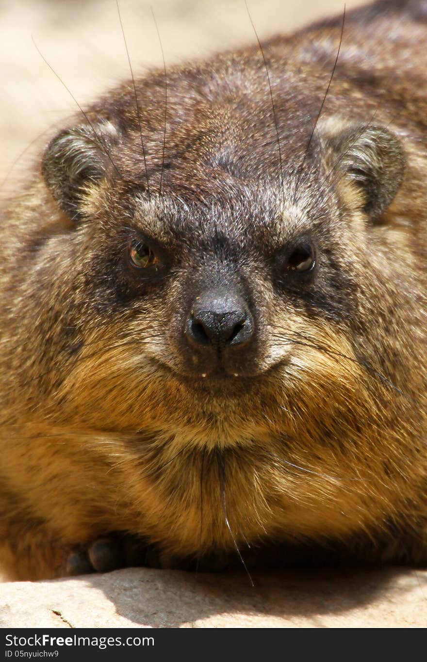 Hyrax