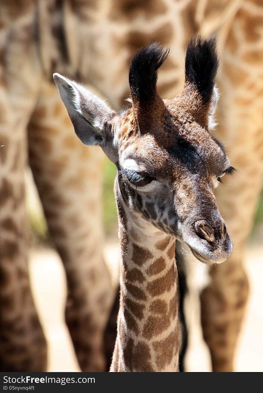 Close Up Of Young Masai Giraffe Standing By Parent